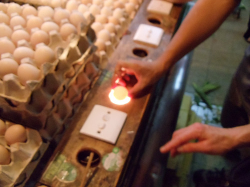 Egg testing light demonstrated.
